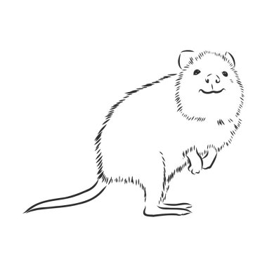 Avustralya kangurusu kwokka, quokka vektör illüstrasyonu
