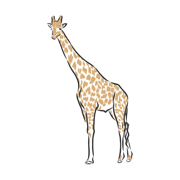 Žirafa vektor černým inkoustem ručně kreslený náčrt izolované na bílém pozadí — Stockový vektor