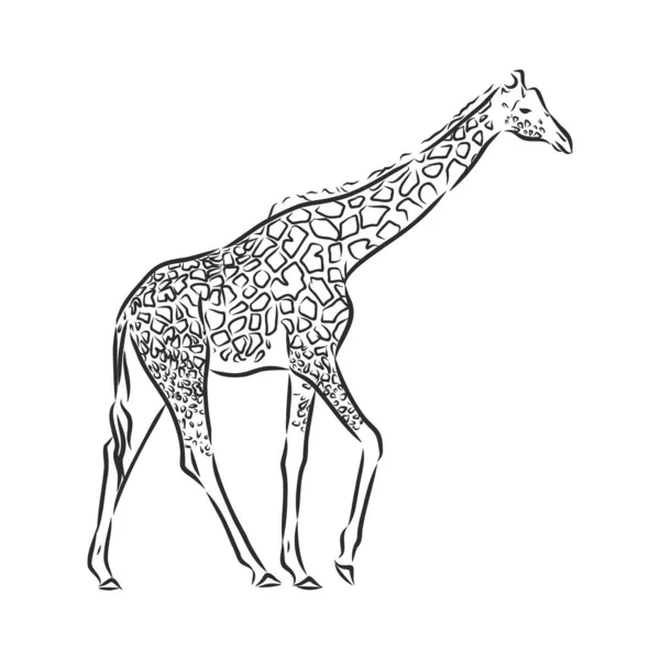 Wektor żyrafy w czarnym szkicu narysowanym ręcznie na białym tle — Wektor stockowy