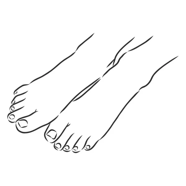 Mulher humana desnudou desenho linha pés. Desenho de ilustração vetorial —  Vetores de Stock