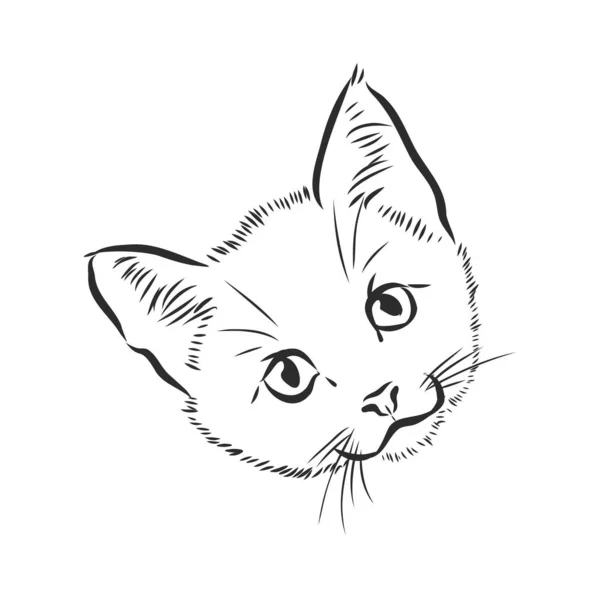 Vettore Disegno Volto Gatto Sfondo Bianco Illustrazione Vettoriale Animali Compagnia — Vettoriale Stock