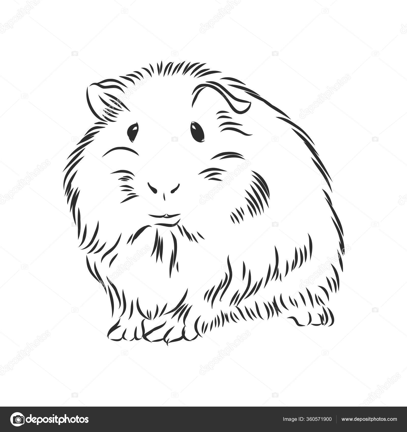 Groundhog sketch vector graphics black and... - Stock Illustration  [87671516] - PIXTA
