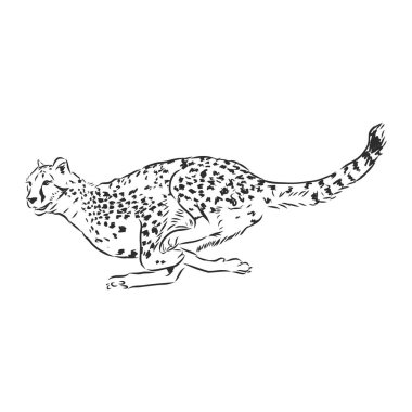 Çalışan Çita Acinonyx Jubatus 'un siyah ve beyaz vektör çizimi