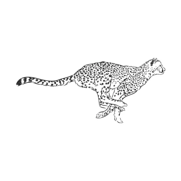 黒と白のベクトルスケッチの実行Cheetah Acinonyx Jubatus — ストックベクタ