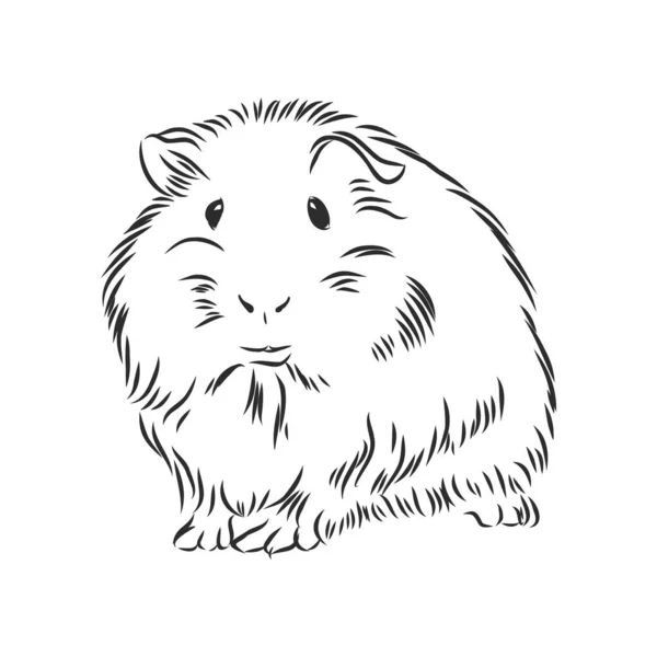 Gemuk Cute Guinea Babi Sketsa Vektor Grafik Hitam Dan Putih - Stok Vektor