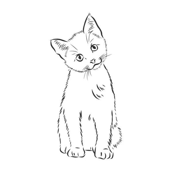 Chat Dessin Main Croquis Chaton Chaton Vue Dessus — Image vectorielle