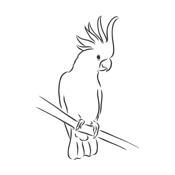Papuga Makaw Ara Ilustracja Kolorowanki — Wektor stockowy