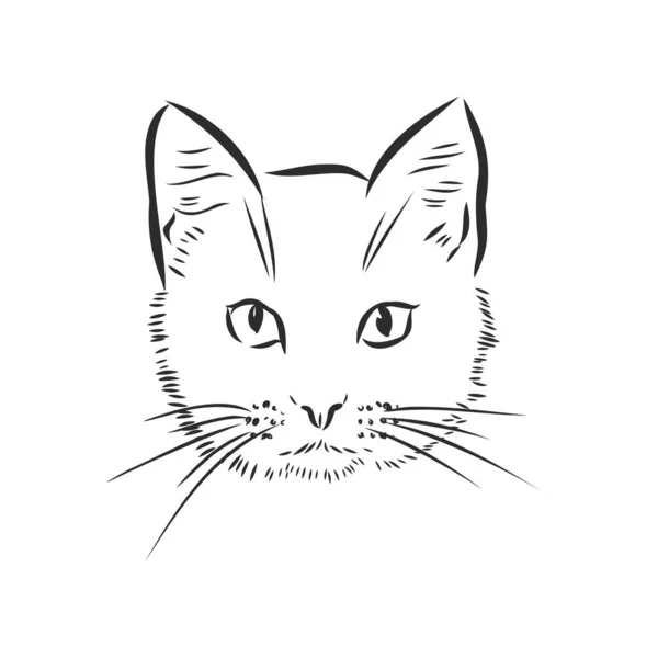 Vettore Disegno Volto Gatto Sfondo Bianco Illustrazione Vettoriale Animali Compagnia — Vettoriale Stock