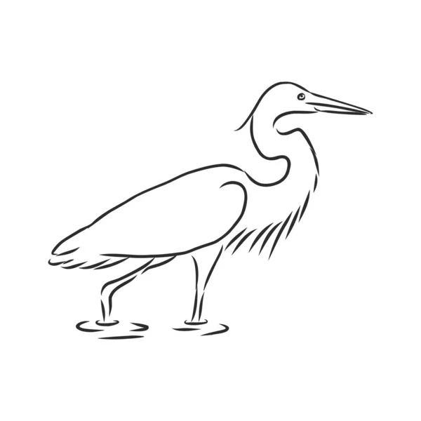 Hand Getekend Realistische Schets Van Roestige Nacht Reiger Neergestreken Een — Stockvector