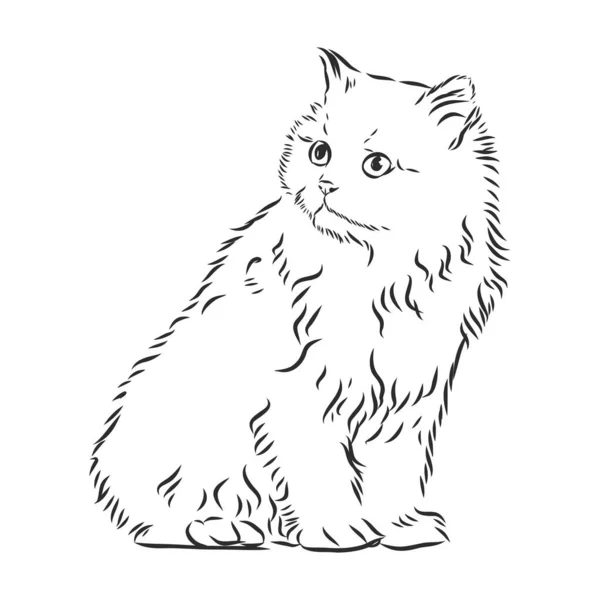 Gato Desenho Mão Gatinho Esboço Gatinho Vista Superior —  Vetores de Stock