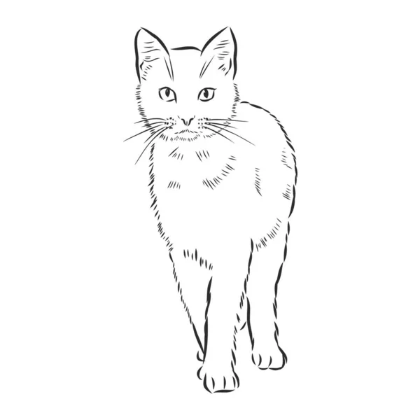 手牵手的猫Sketch Kitten Kitty Top View — 图库矢量图片