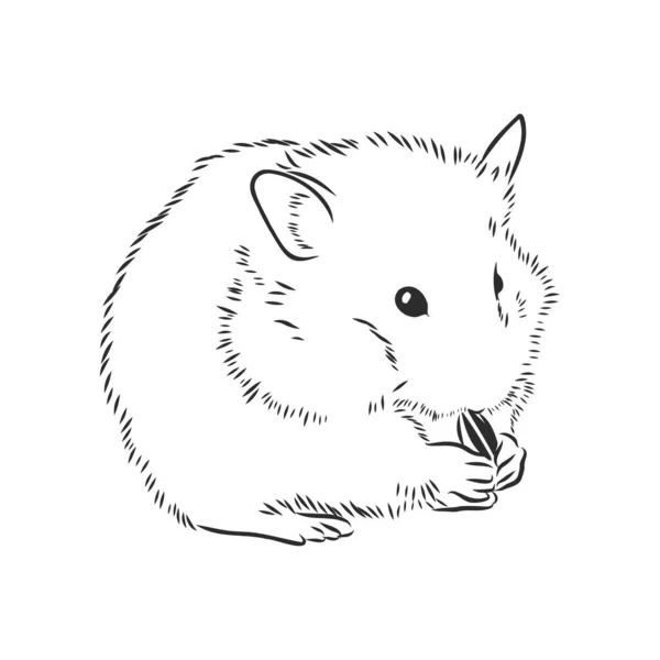 Cute Hamster Pet Rodent Vector Sketch — Stock Vector