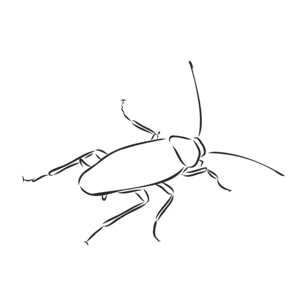 Ilustración Cucaracha Dibujo Grabado Tinta Línea Arte Vector — Vector de stock
