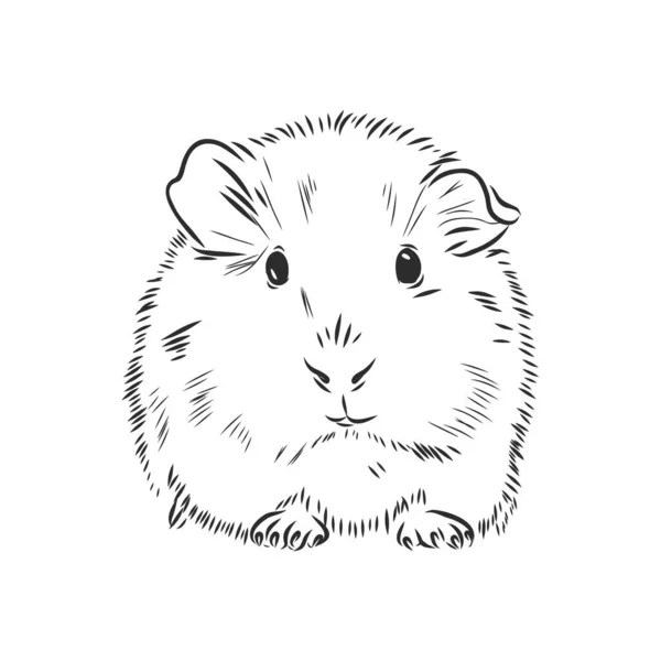 Guine Porco Cavy Pintado Mão Esboço Ilustração Vetorial — Vetor de Stock