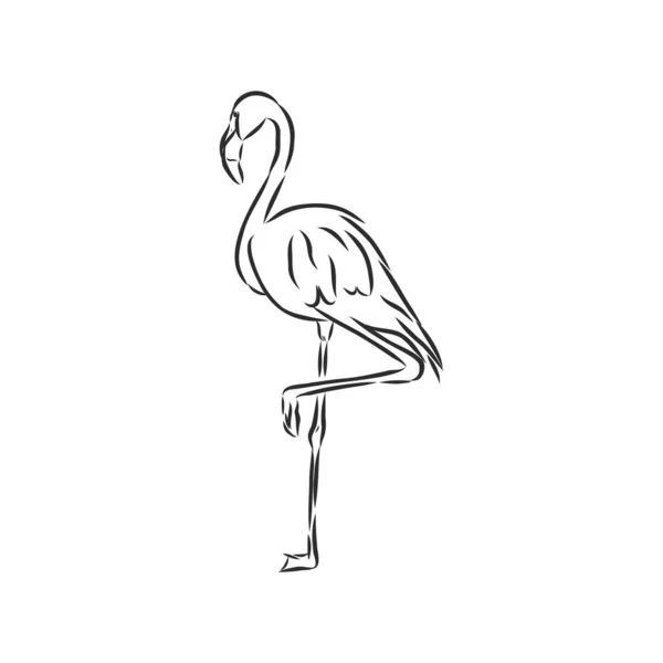 Flamingo Ręcznie Rysowane Wektor Ilustracja Realistyczny Szkic — Wektor stockowy