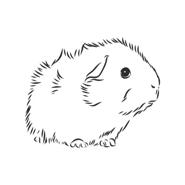 Guinee Varken Cavy Inktvis Hand Getekend Schets Vector Illustratie — Stockvector