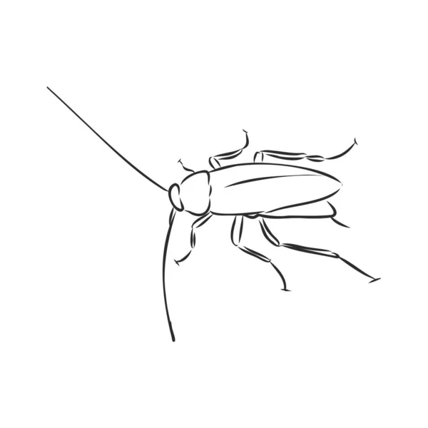蟑螂图解 雕刻油墨线艺术矢量 — 图库矢量图片