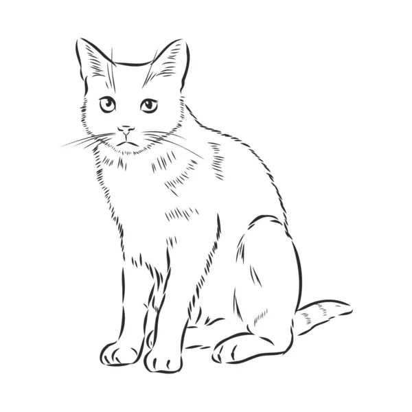 手描き猫 スケッチ子猫 Top View — ストックベクタ