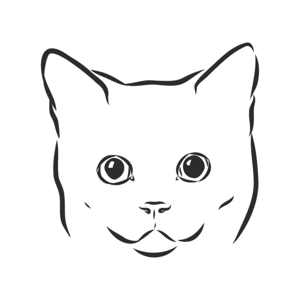 Vector Diseño Cara Gato Sobre Fondo Blanco Ilustración Vectorial Mascotas — Vector de stock