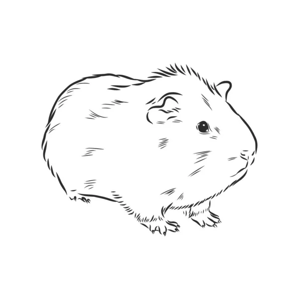 Guinee Varken Cavy Inktvis Hand Getekend Schets Vector Illustratie — Stockvector