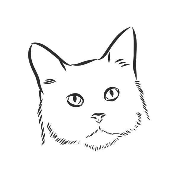 Vektor Eines Katzengesichts Auf Weißem Hintergrund Vektor Illustration Haustier — Stockvektor