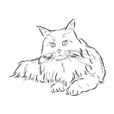 Beyaz arka planda izole bir kedi otururken vektör el çizimi