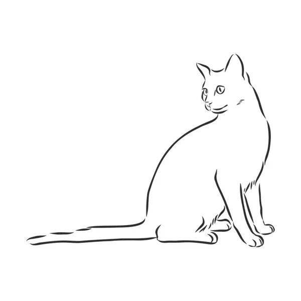 Vector Mão Desenhada Esboço Sentado Gato Isolado Fundo Branco — Vetor de Stock