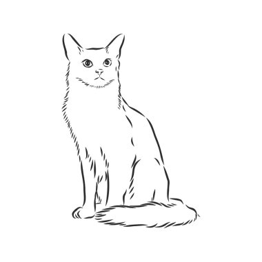 Beyaz arka planda izole bir kedi otururken vektör el çizimi