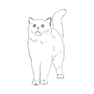 Beyaz arka planda izole bir kedi otururken vektör el çizimi