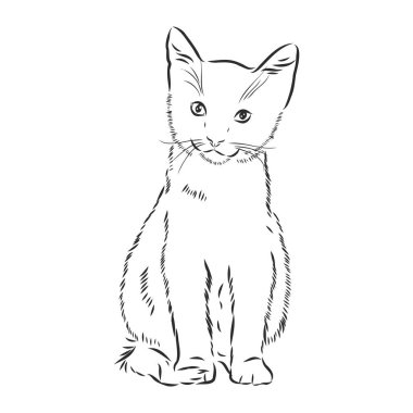 kedi - el çizimi vektör yansıması izole edildi