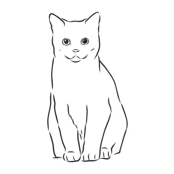 Vector Dibujado Mano Boceto Sentado Gato Aislado Sobre Fondo Blanco — Vector de stock