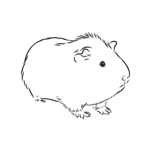 Guinea Pig Cavy Inky 손으로 스케치 일러스트 — 스톡 벡터