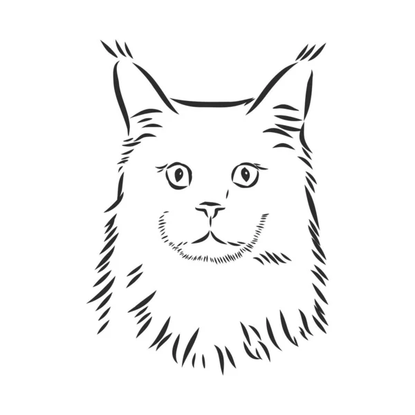 Vettore Disegno Volto Gatto Sfondo Bianco Illustrazione Vettoriale Animali Compagnia — Vettoriale Stock