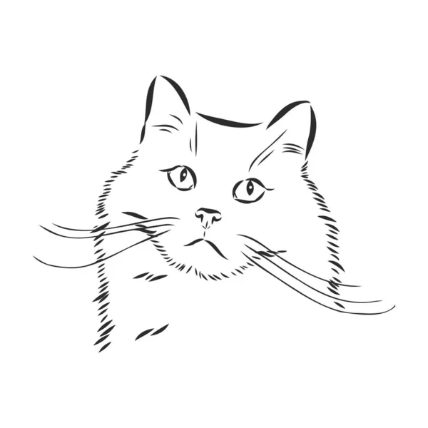 Вектор Рисунка Кошачьего Лица Белом Фоне Векторная Иллюстрация Pet — стоковый вектор
