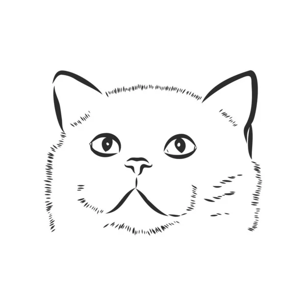 Διάνυσμα Σχεδίου Προσώπου Γάτας Λευκό Φόντο Διανυσματική Απεικόνιση Κατοικίδιο — Διανυσματικό Αρχείο