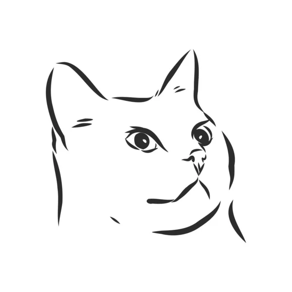 Vektor Eines Katzengesichts Auf Weißem Hintergrund Vektor Illustration Haustier — Stockvektor