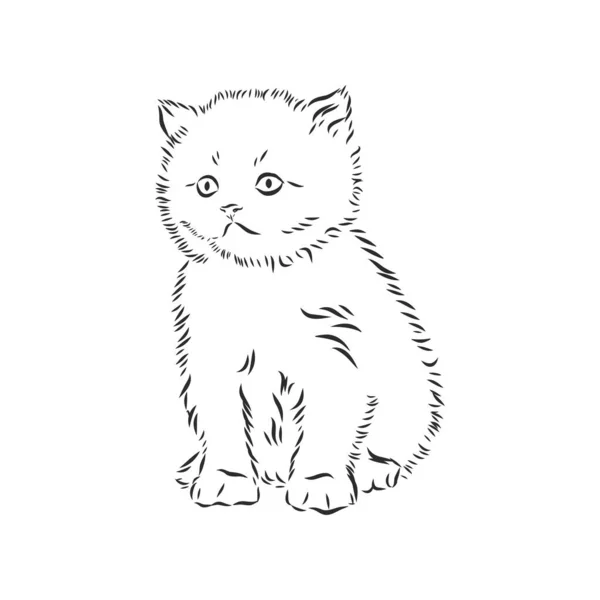 Cat Ilustración Vectorial Dibujada Mano Aislada — Vector de stock