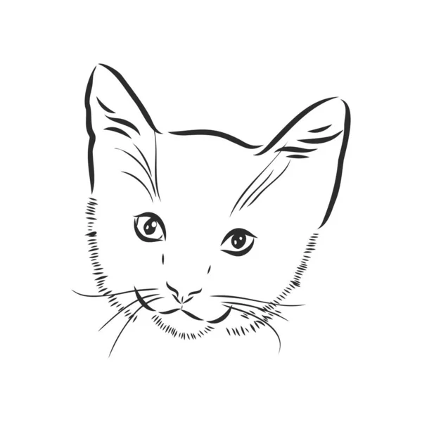 เวกเตอร ของการออกแบบใบหน าแมวบนพ นหล ขาว ภาพวาดเวกเตอร — ภาพเวกเตอร์สต็อก