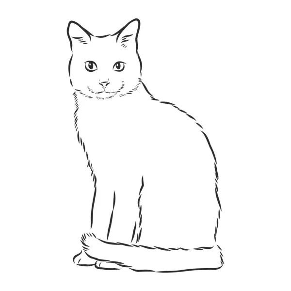 Vector Hand Getekend Schets Zittende Kat Geïsoleerd Witte Achtergrond — Stockvector