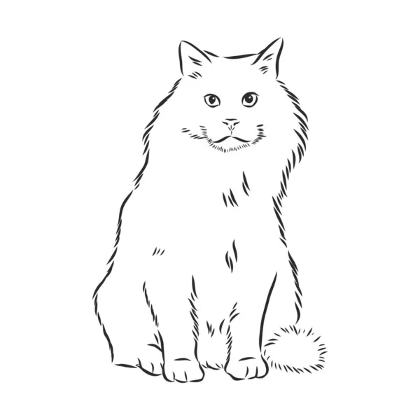 Vector Handgezeichnete Skizze Sitzende Katze Isoliert Auf Weißem Hintergrund — Stockvektor