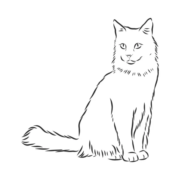 Vector Dibujado Mano Boceto Sentado Gato Aislado Sobre Fondo Blanco — Vector de stock