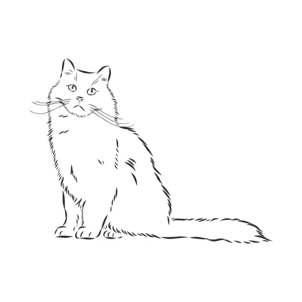 矢量手绘草图 坐着的猫 白色背景隔离 — 图库矢量图片