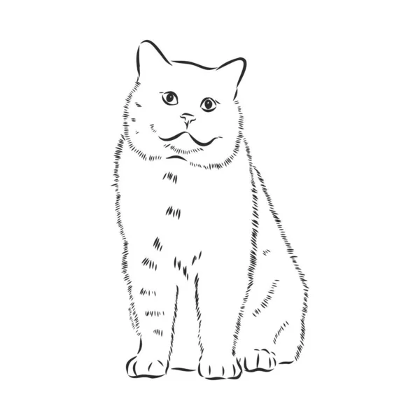 Vector Hand Getekend Schets Zittende Kat Geïsoleerd Witte Achtergrond — Stockvector