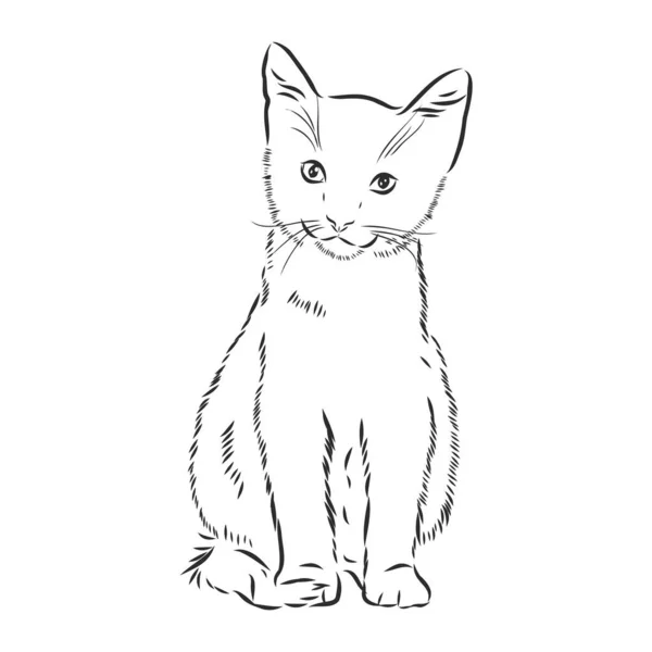 Кошка Ручная Рисованная Векторная Люстрация Изолирована — стоковый вектор