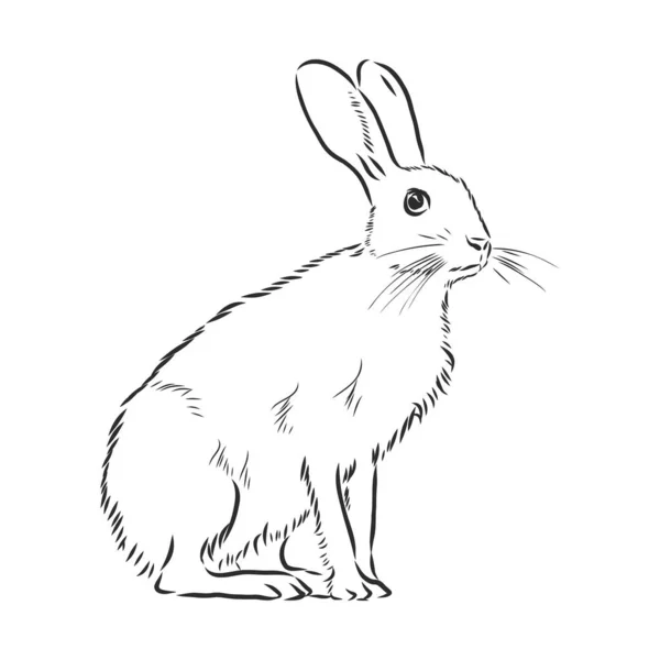Hare Doodle Stil Skiss Illustration Handritad Vektor — Stock vektor