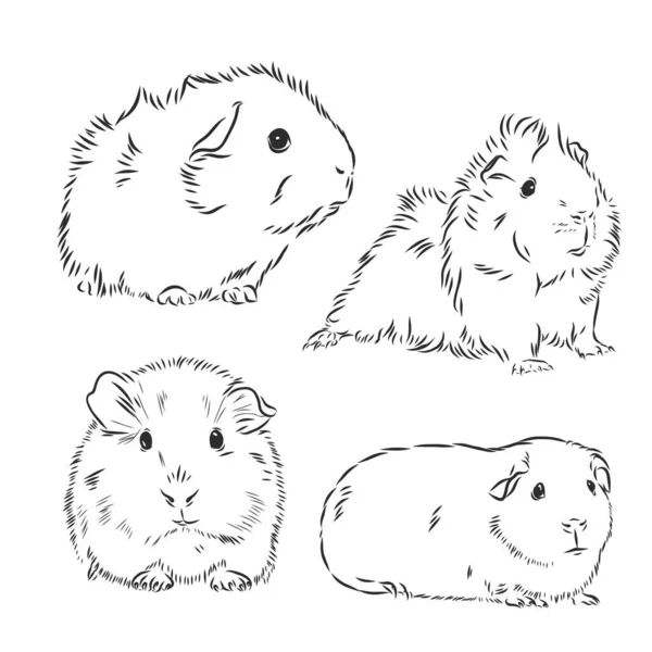 Guinea Cerdo Cavy Tinta Dibujado Mano Dibujo Vector Ilustración — Archivo Imágenes Vectoriales