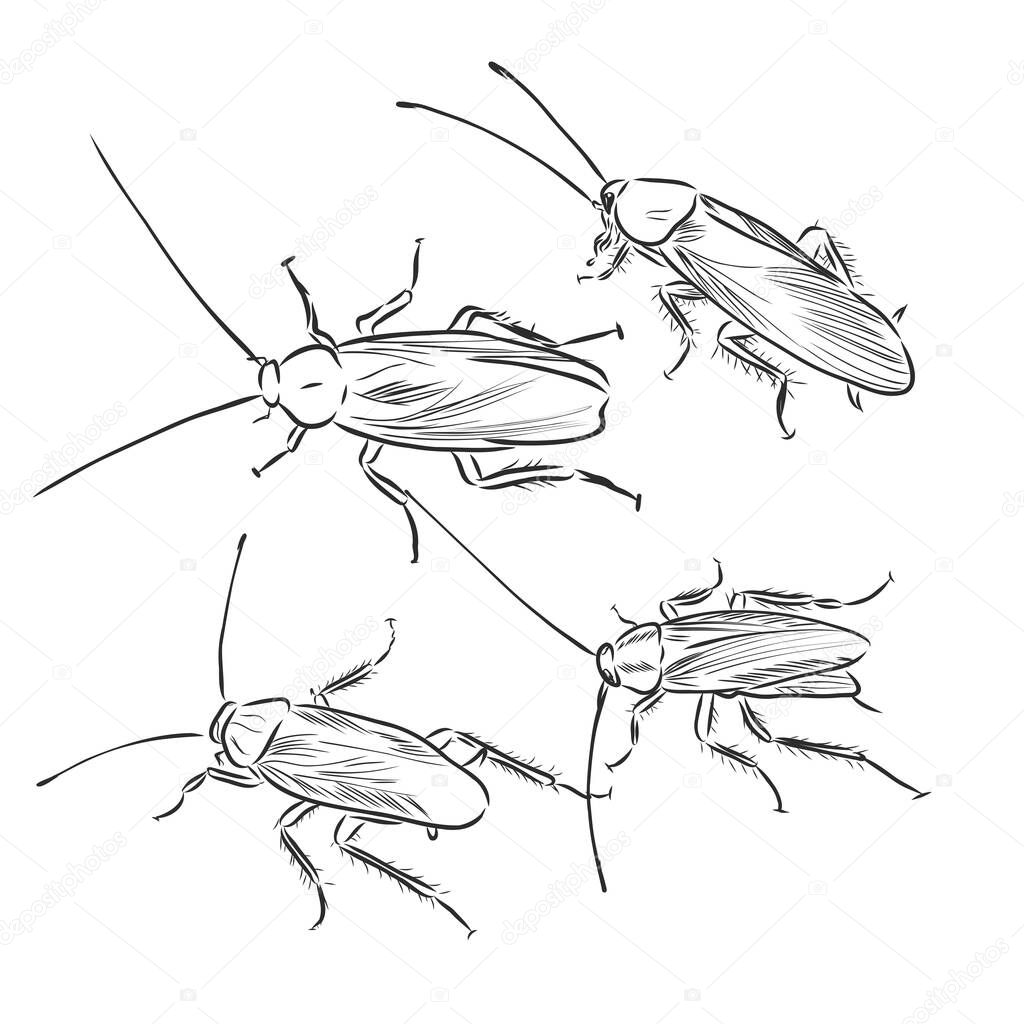 a lot of cockroaches sketch vector