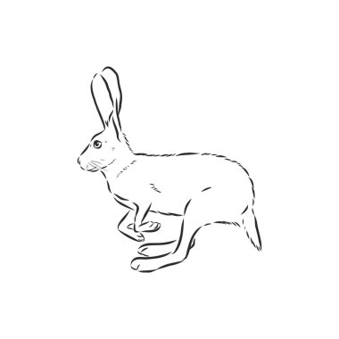 hare, doodle style skeç çizim el çizimi vektörü