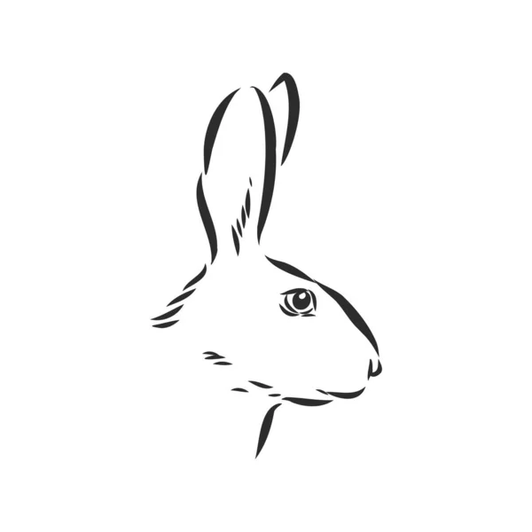 Handgezeichnetes Porträt Des Kaninchens Skizze Vektorillustration — Stockvektor