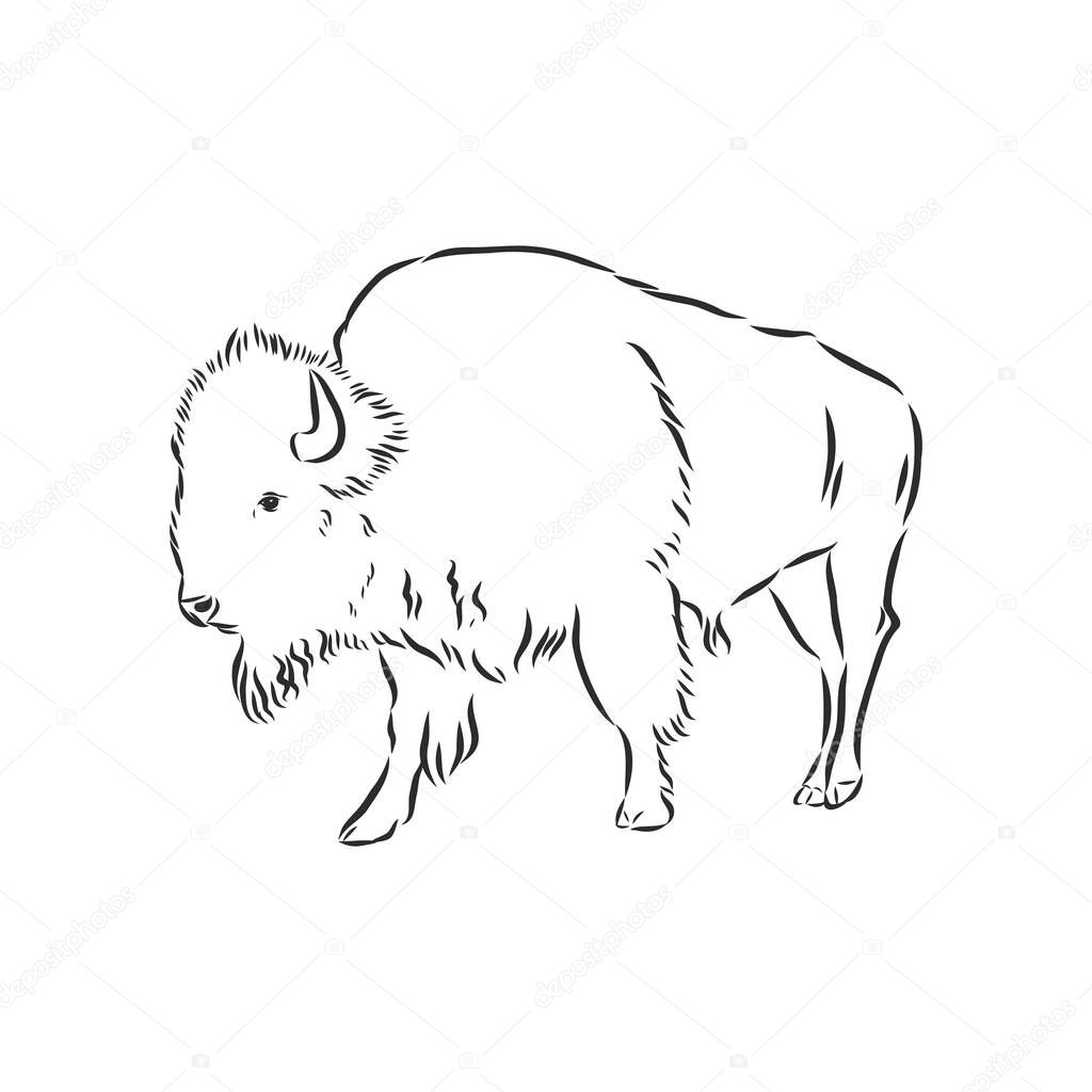 black and white bison vector illustration
